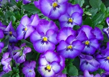 u=1664952775,1338966426&fm=253&fmt=auto&app=138&f=JPEG.webp